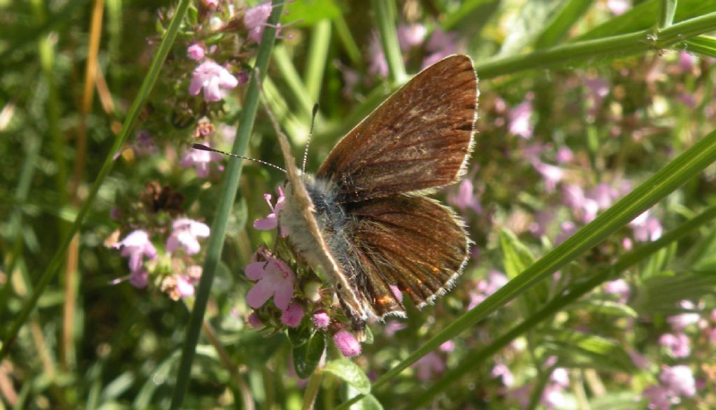 Aricia artaxerxes?